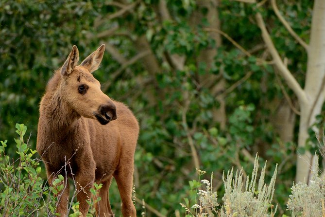 From Jackson: Full-day Grand Teton Wildlife and Scenery Tour with Lunch - The Picnic Lunch and Onboard Comfort