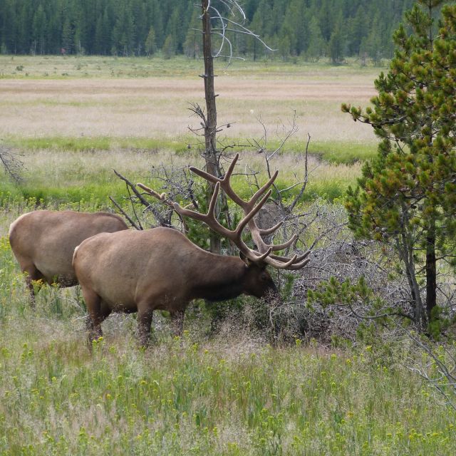 From Jackson: Half-Day Grand Teton National Park Tour - Who Will Enjoy This Tour Most?