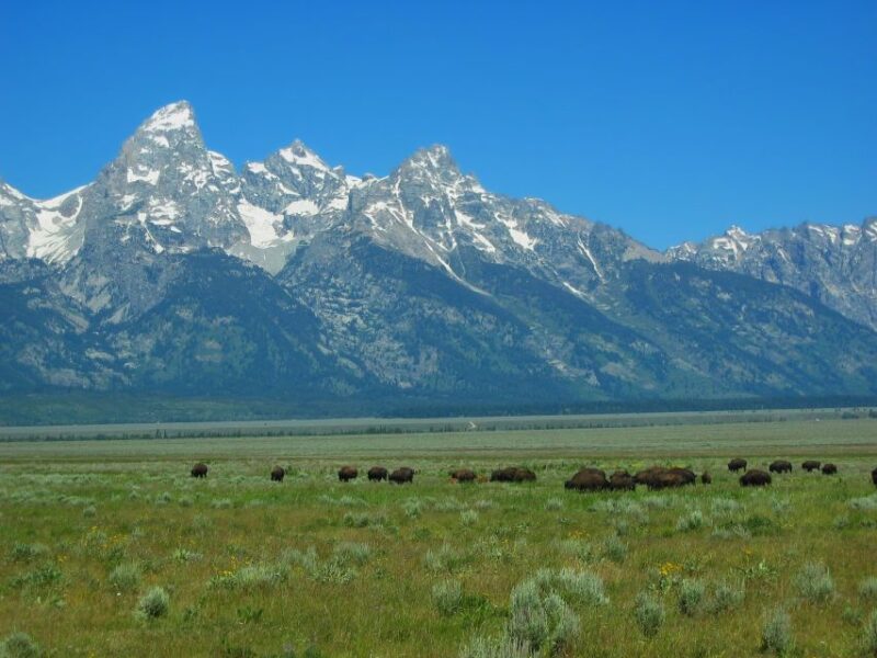 From Jackson: Half-Day Grand Teton National Park Tour - Why Choose This Tour Over Others?