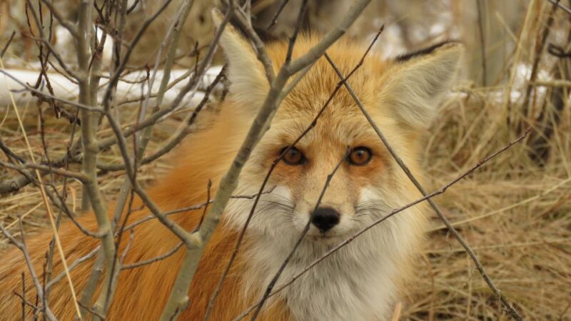 From Jackson Hole: Grand Teton National Park Sunrise Tour - The Experience of Guides and Group Size
