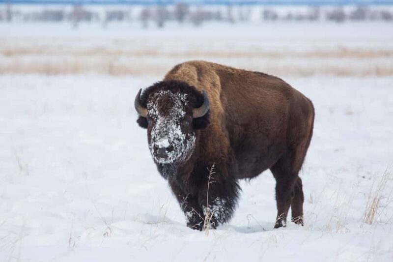 From Jackson Hole: Half-Day Grand Teton Winter Wildlife Tour - Comparing This Tour to Similar Experiences