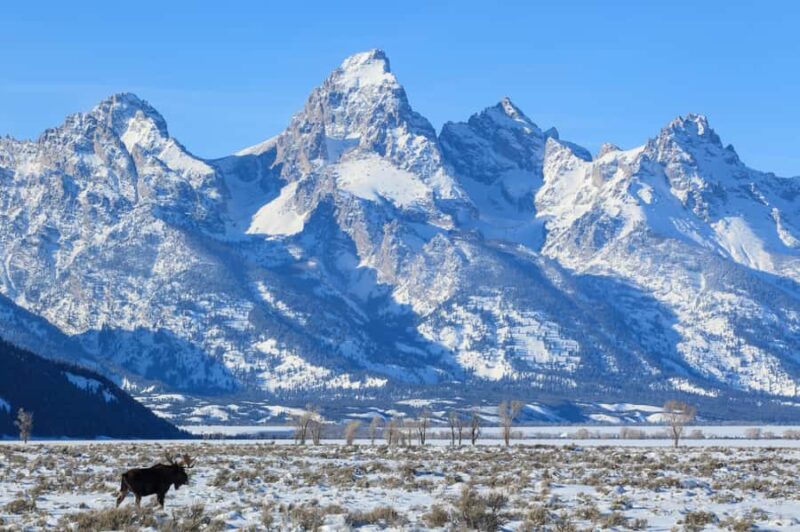 From Jackson Hole: Half-Day Grand Teton Winter Wildlife Tour - The Value and Suitability of the Grand Teton Winter Wildlife Tour