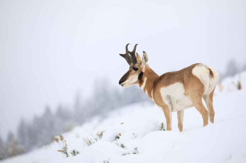 From Jackson Hole: Half-Day Grand Teton Winter Wildlife Tour - Frequently Asked Questions