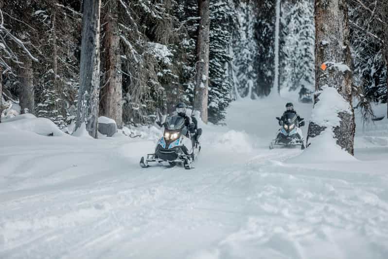From Jackson: Yellowstone Grand Canyon Snowmobile Tour - Wildlife Sightings in Yellowstones Winter Wilderness