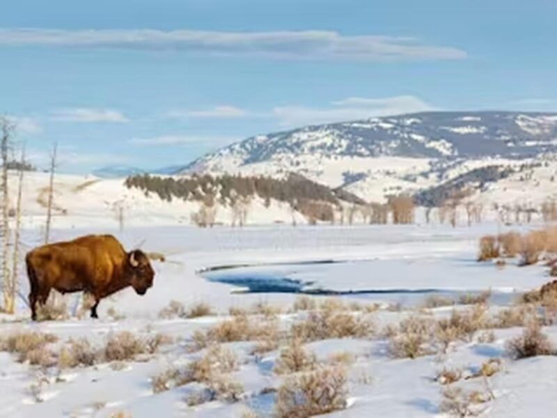 From Jackson: Yellowstone Grand Canyon Snowmobile Tour - Lunch and Rest Breaks Amidst Snow-Covered Vistas