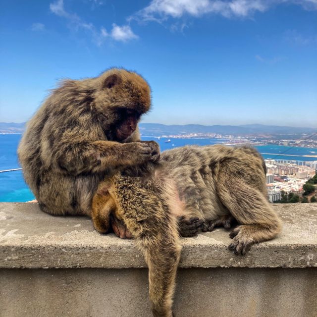 From Jerez: Gibraltar Full Day Tour - Jerez to Gibraltar: A Full-Day Adventure for Curious Explorers