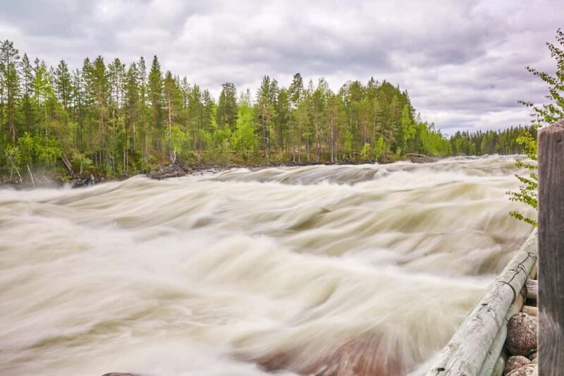 From Jokkmokk: The Great Rapids National Park - Seasonal Highlights: Berries, Flowers, and Birdlife