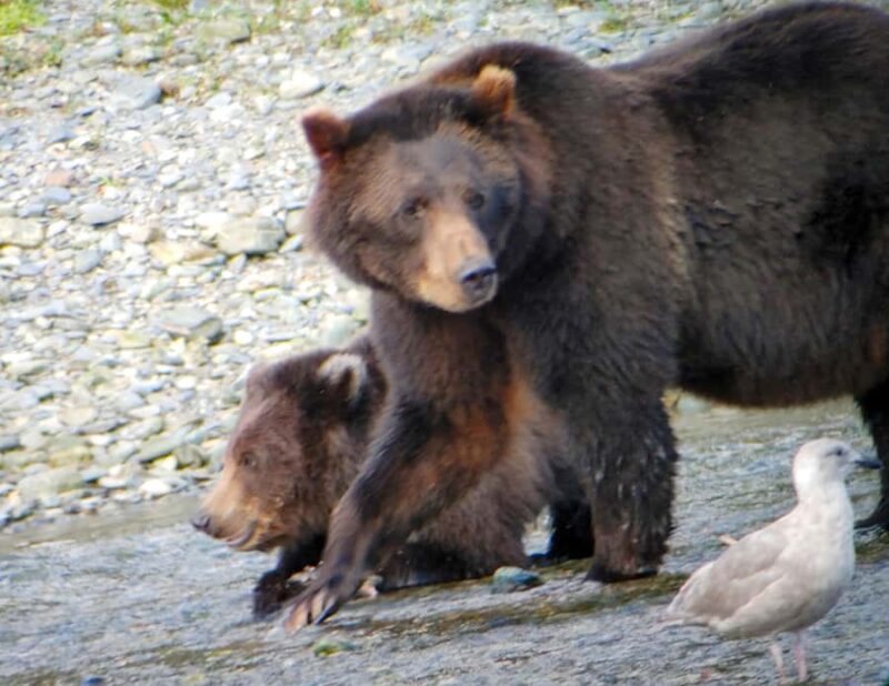 From Juneau: Exclusive Tongass Locally Guided Bear Viewing - Key Points