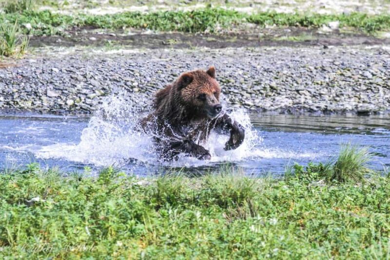 From Juneau: Exclusive Tongass Locally Guided Bear Viewing - Departure from Juneau with Scenic Floatplane Access to Wilderness