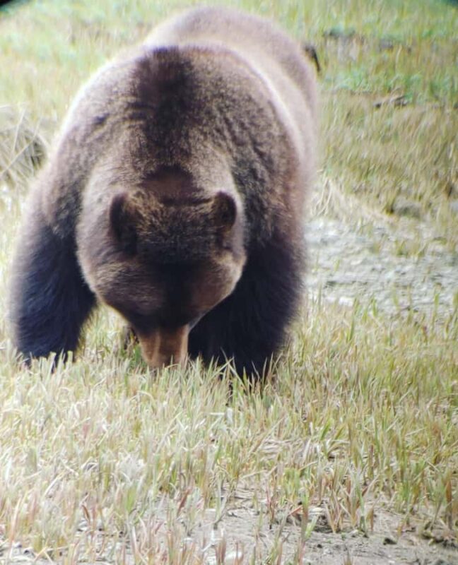 From Juneau: Exclusive Tongass Locally Guided Bear Viewing - Guided by Seasoned Experts with Nature Show Credits