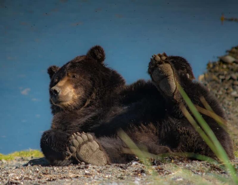 From Juneau: Exclusive Tongass Locally Guided Bear Viewing - Transportation and Group Size: Private and Personalized