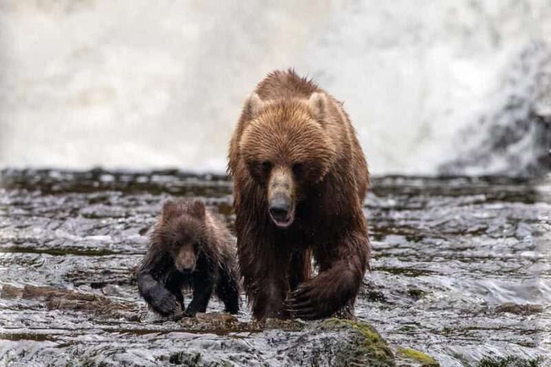 From Juneau: Exclusive Tongass Locally Guided Bear Viewing - Frequently Asked Questions