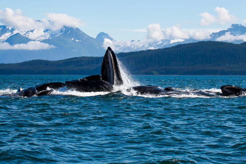 From Juneau: Whale Watching Cruise with Snacks - Wildlife Sightings: Whales, Sea Lions, and Bald Eagles