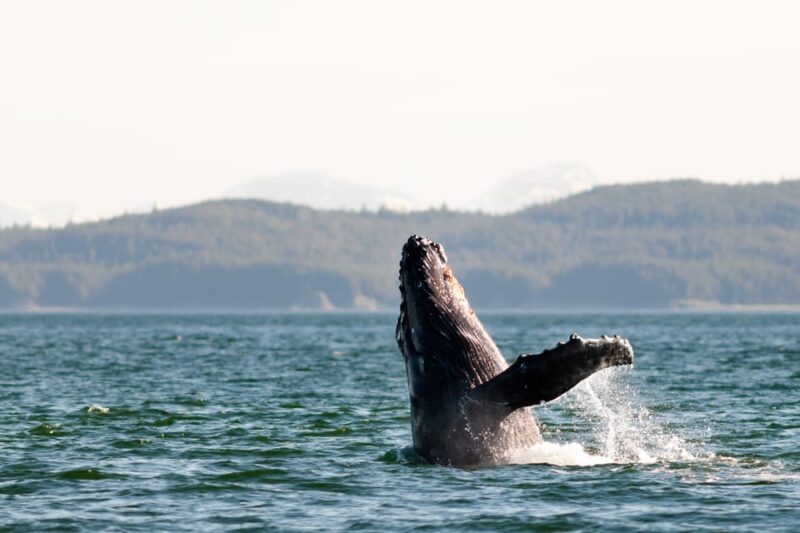 From Juneau: Whale Watching Cruise with Snacks - Who Will Love This Tour: Wildlife Enthusiasts and Nature Lovers