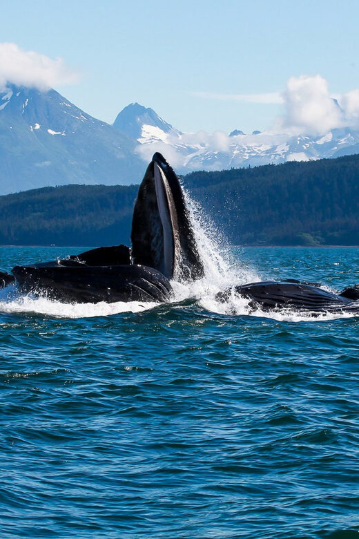 From Juneau: Whale Watching Cruise with Snacks - The High Praise for Guides and Crew