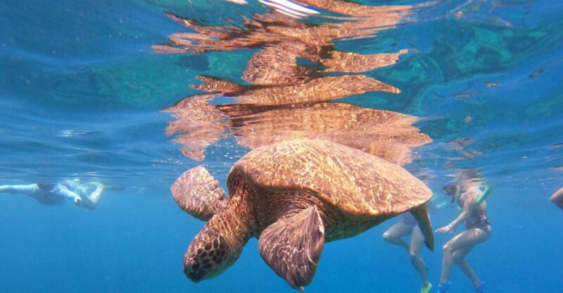 From Ka'anapali: West Maui Half-Day Snorkel Tour w/ Food - Discover Maui’s Best Snorkeling from Kaanapali with Luxurious Comfort