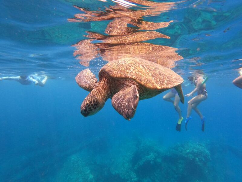 From Ka'anapali: West Maui Half-Day Snorkel Tour w/ Food - The Luxury Catamaran Experience and Comfort