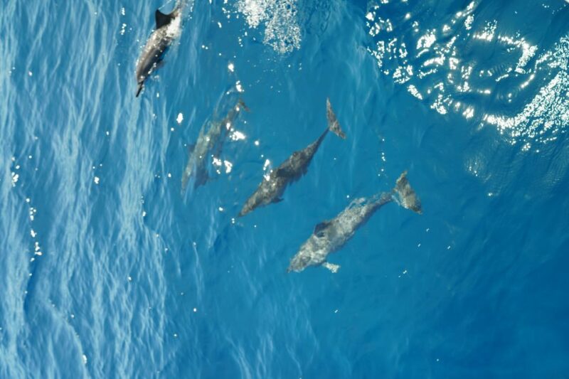 From Ka'anapali: West Maui Half-Day Snorkel Tour w/ Food - Food and Drinks During the Tour