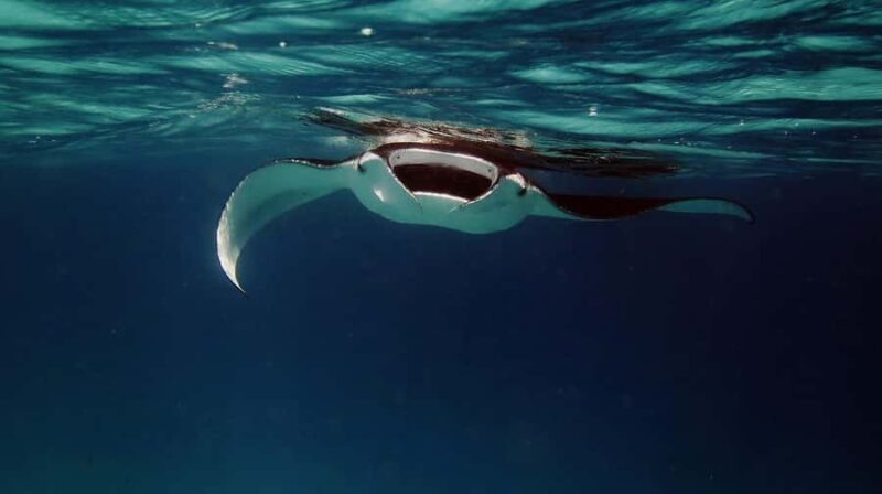 From Keauhou Bay: Manta Ray Night Tour - Discover the Keauhou Bay Manta Ray Night Tour for $130