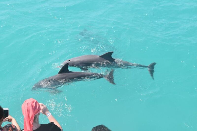 From Key West: Dolphin Watching Tour with Lunch & Drinks - Relaxing at the Secluded Sandbar