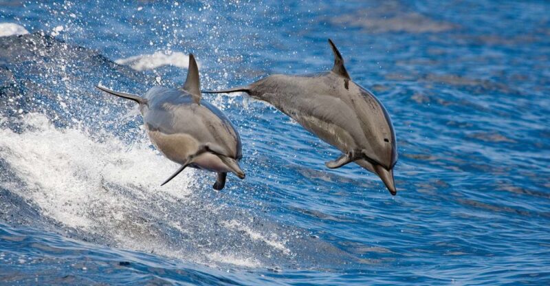From Kona: Honokohau Sunset Boat Trip with Drinks and Snacks - Meeting Point and Access at Honokohau Harbor