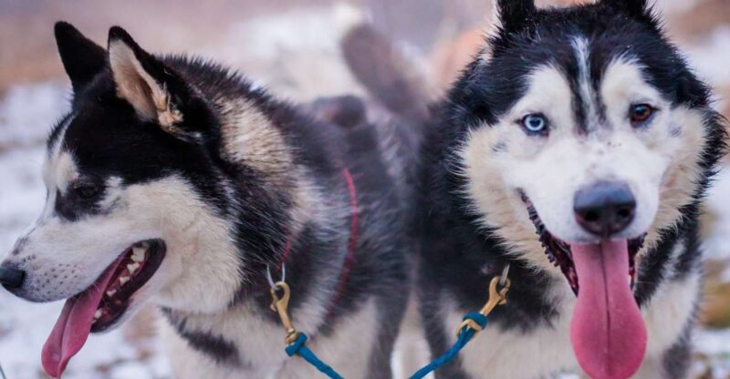 From Krakow: Dogsled Ride in Tatra Mountain - Discover the Dogsled Ride in the Tatra Mountains from Krakow for $443