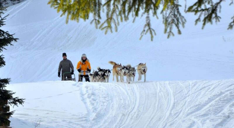 From Krakow: Dogsled Ride in Tatra Mountain - Key Points