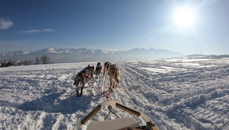 From Krakow: Dogsled Ride in Tatra Mountain - The Thrill of a Dogsled Ride in Winter Landscapes