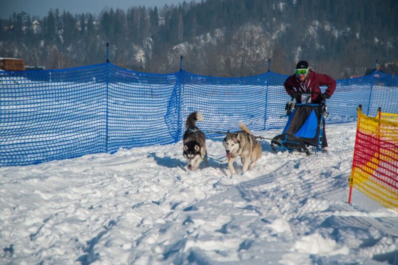 From Krakow: Dogsled Ride in Tatra Mountain - Alternative Equipment When Snow Is Scarce