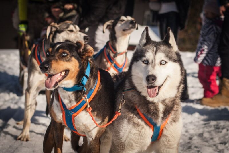 From Krakow: Dogsled Ride in Tatra Mountain - Returning to Krakow with Scenic Views and Convenience