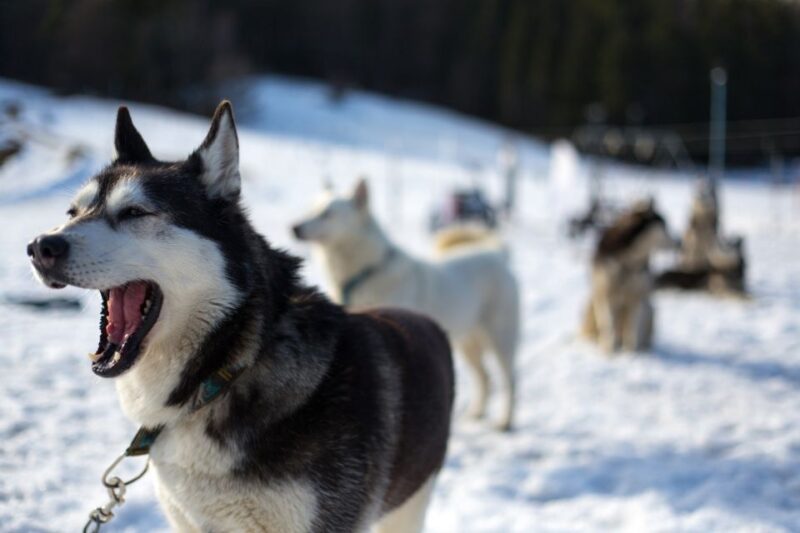 From Krakow: Dogsled Ride in Tatra Mountain - Practical Tips and Important Information for Participants