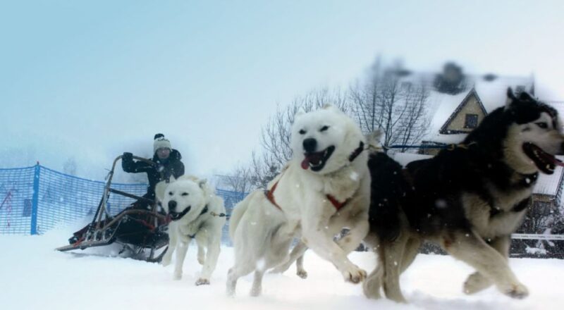 From Krakow: Dogsled Ride in Tatra Mountain - What Sets This Tour Apart from Other Mountain Activities