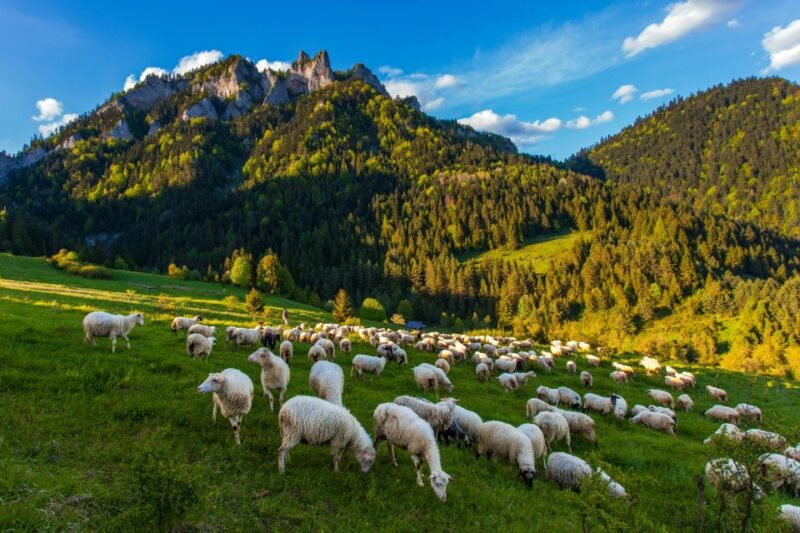 From Krakow: Dunajec Wooden Rafting Tour - Post-Rafting Transfer and Return to Krakow