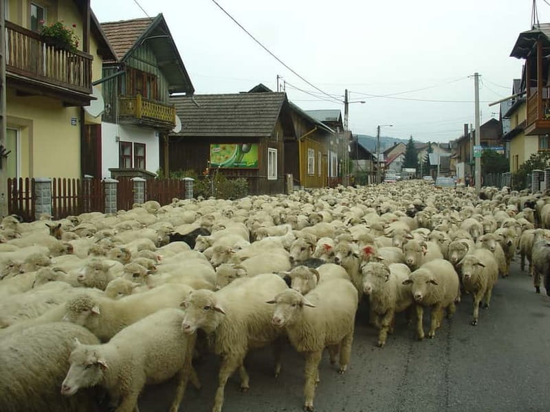 From Krakow: Full-Day Dunajec River Rafting Tour - Guide Expertise and Multilingual Support