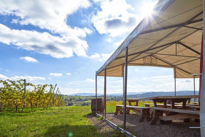 From Krakow: Wine Tasting at Vineyard - The Role of the Guide and Tour Pacing