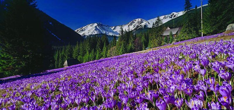 From Krakow: Zakopane and Tatras Mountains Full-Day Tour - Practical Details and Logistics