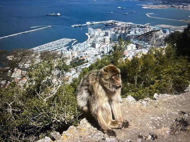 from La Cala/Marbella/Estepona: VIP Gibraltar tour with monkey rock + shopping - Leisurely Stroll Through Gibraltar’s Commercial District