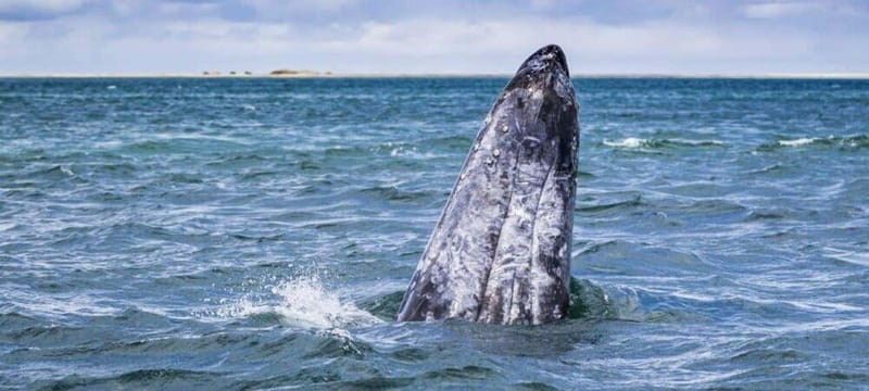 From La Paz: Puerto Chale Gray Whale Watching Tour - Key Points