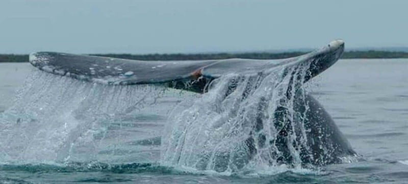 From La Paz: Puerto Chale Gray Whale Watching Tour - Departure and Arrival Logistics for La Paz and Cabo San Lucas