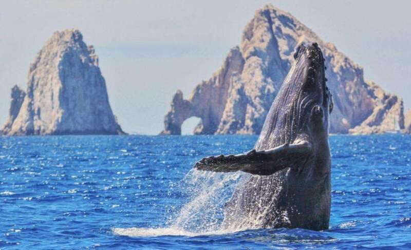 From La Paz: Puerto Chale Gray Whale Watching Tour - The Experience on the Water with the Naturalist and Captain
