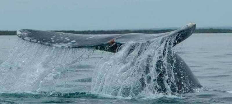 From La Paz: Puerto Chale Gray Whale Watching Tour - Practical Tips for a Successful Whale Watching Day