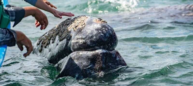 From La Paz: Puerto Chale Gray Whale Watching Tour - Who Will Enjoy This Tour Most