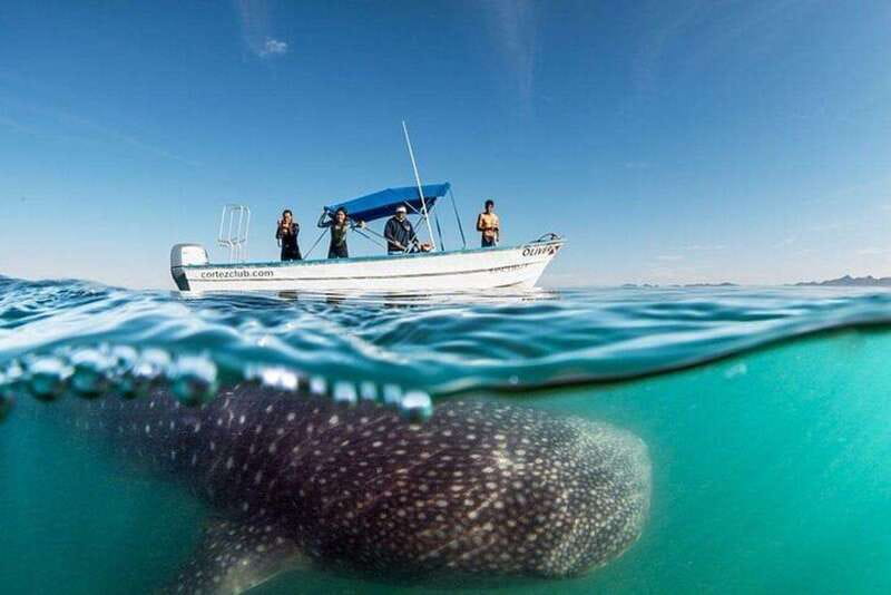 From La Paz: Whale Sharks, Sea Lions & Balandra Beach Combo - Discover the Unique Mix of Marine Encounters and Beach Relaxation in Baja California Sur