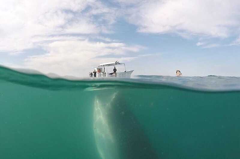 From La Paz: Whale Sharks, Sea Lions & Balandra Beach Combo - Practical Details and Booking Flexibility