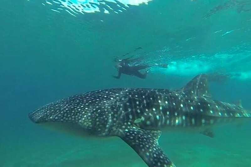 From La Paz: Whale Sharks, Sea Lions & Balandra Beach Combo - The Experience Provider: Next Experience Travel