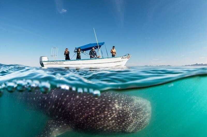 From La Paz: Whale Sharks, Sea Lions & Balandra Beach Combo - The Sum Up: An Engaging Marine and Beach Day in Baja California Sur