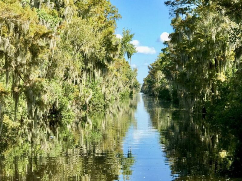 From Lafitte: Swamp Tours South of New Orleans by Airboat - Wildlife Encounters and Unique Animal Highlights