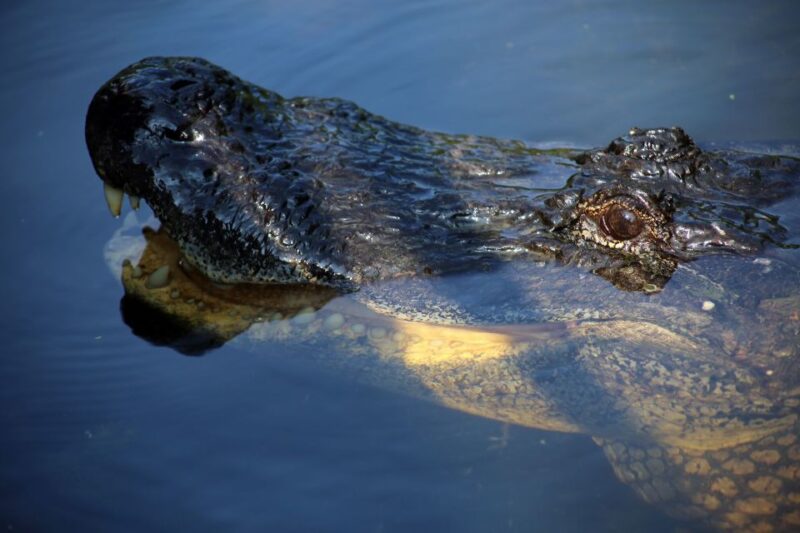 From Lafitte: Swamp Tours South of New Orleans by Airboat - The Experience on Small vs. Large Boats