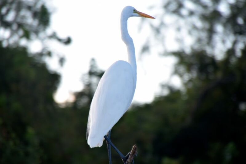 From Lafitte: Swamp Tours South of New Orleans by Airboat - High Praise from Satisfied Visitors