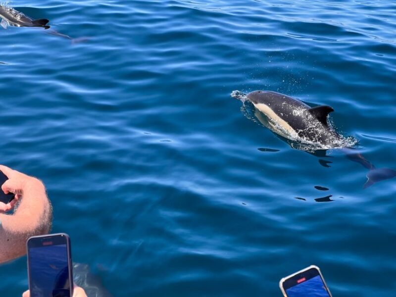 From Lagoa: Dolphins & Ponta da Piedade with biologist guide - Wildlife Encounters and Marine Species